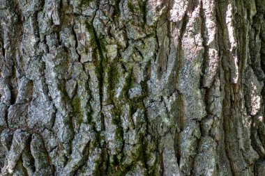 Yeşil yosunlu meşe kabuğunun kabartmalı dokusu. Meşe dokusunun panoramik fotoğrafı.