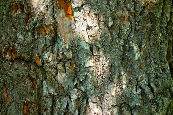 Yeşil yosunlu meşe kabuğunun kabartmalı dokusu. Meşe dokusunun panoramik fotoğrafı.