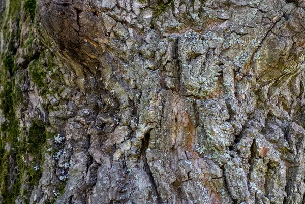 Texture Gaufrée Écorce Chêne Avec Mousse Verte Photo Panoramique Texture — Photo