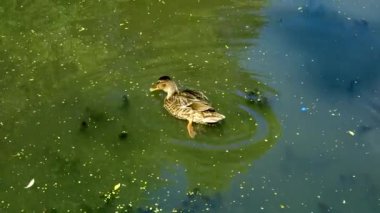Vahşi ördek gölde yüzer ve ördek otuyla beslenir..