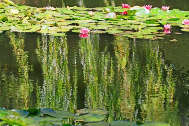 Suya yansıyan kırmızı nilüferler, Giverny Monet 'nin bahçesi, Fransa