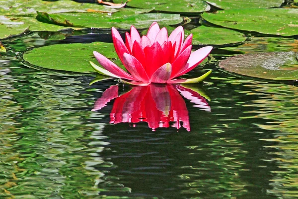 Water Lily Giverny Monet Garden France — Stock Photo, Image