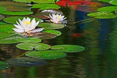 Beyaz Nilüferler Giverny, Normandiya, Fransa 'daki nilüfer göletine yansıyor. 