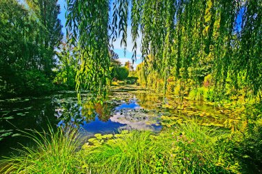 Ağlayan söğütler ve ağaçlar Giverny, Normandiya, Fransa 'daki nilüfer göletine yansıyor. 