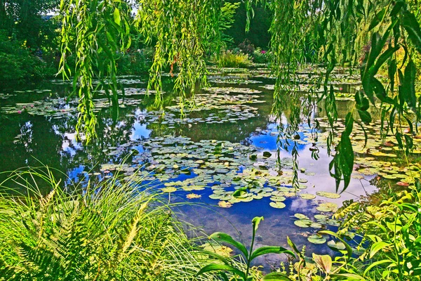 Vita Näckrosor Och Gråtande Pilträd Reflekterar Vatten Lilja Damm Giverny — Stockfoto