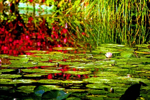 Red Flowers Weeping Willows Trees Reflecting Water Lily Pond Claude — Stock Photo, Image