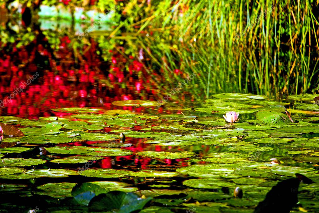 Flores rojas y sauces llorones reflejándose en el estanque de nenúfares