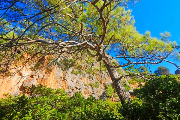 Scenic View Trees Surrounded Hills Path Crete Island Greece — Fotografia de Stock