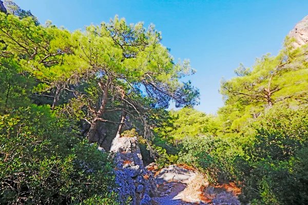 Vista Panorâmica Árvores Longo Caminho Selvagem Ilha Creta Grécia — Fotografia de Stock