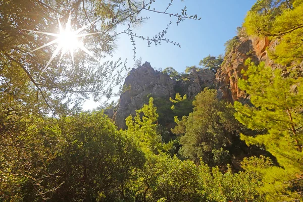 Sol Brilhando Através Uma Árvore Longo Caminho Ilha Creta Grécia — Fotografia de Stock