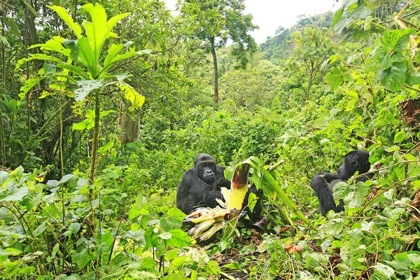 Gorillas in the jungle of Kahuzi Biega National Park, Congo (DRC)