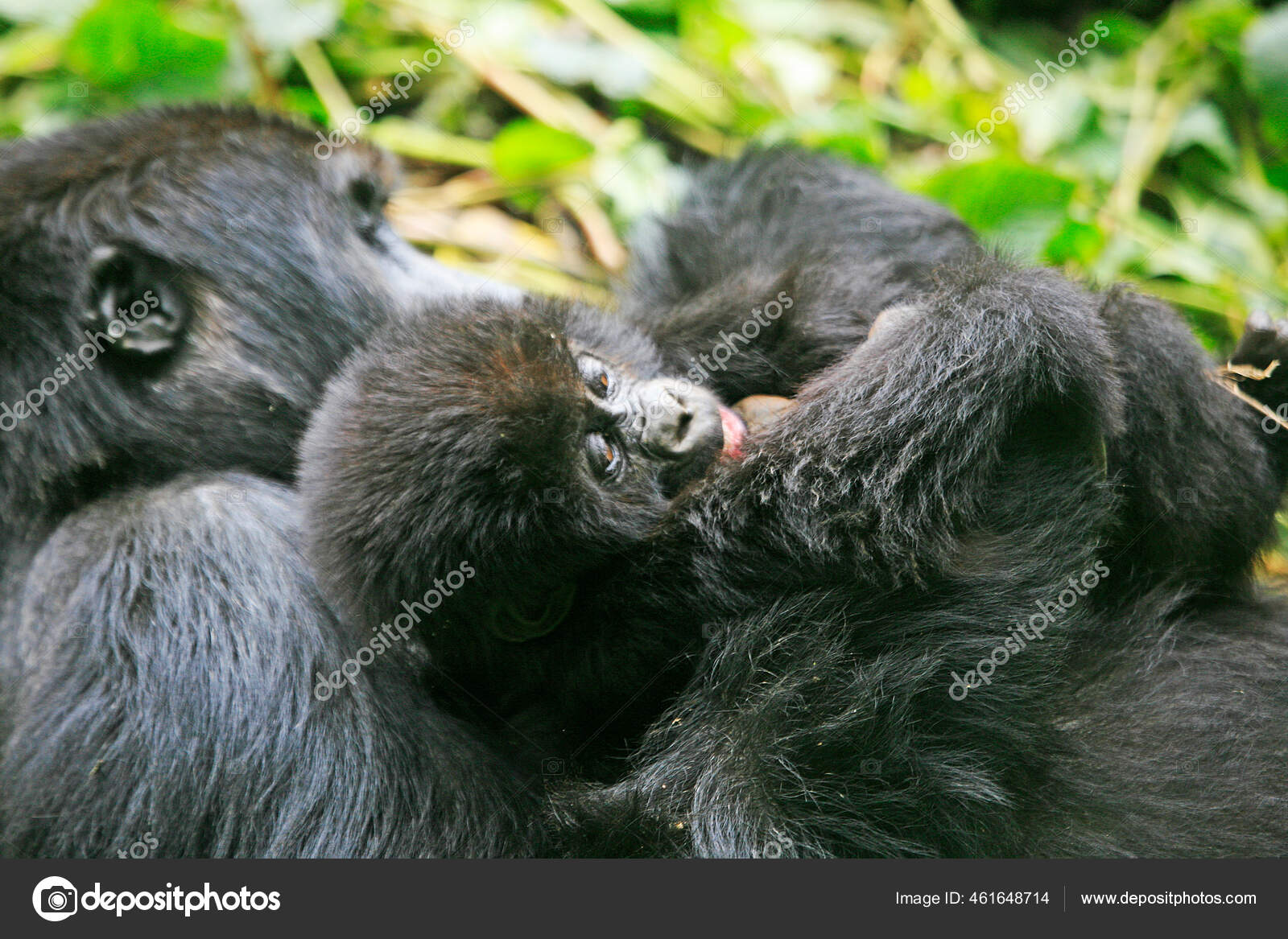 Mother Baby Gorillas Jungle Kahuzi Biega National Park Congo Drc Stock Photo Image By C Valerick 461648714