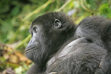 Kahuzi Biega Ulusal Parkı 'ndaki Goril (DRC))  