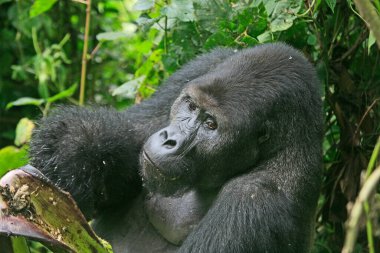 Kahuzi Biega Ulusal Parkı 'ndaki Goril (DRC))  