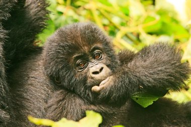 Kahuzi Biega Ulusal Parkı, Kongo 'da (DRC)  