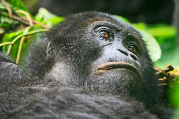 Gorilla in the jungle of Kahuzi Biega National Park, Congo (DRC)