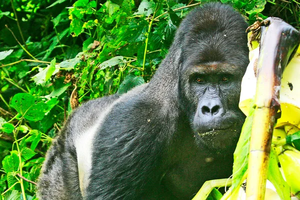 Big silver back gorilla in the jungle of Kahuzi Biega National Park, Congo (DRC)