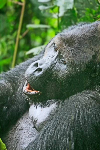 Close up of a silver back gorilla in the jungle of Kahuzi Biega National Park, Congo (DRC)