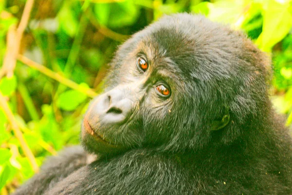 beautiful picture of a gorilla in the jungle of Kahuzi Biega National Park, Congo (DRC)