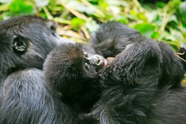 Mother and baby gorillas in the jungle of Kahuzi Biega National Park, Congo (DRC)