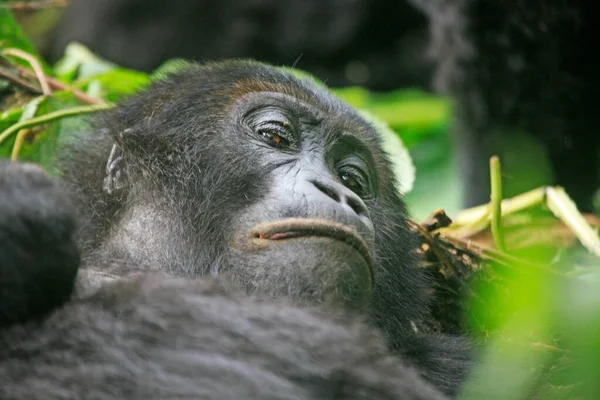 Close up of a young gorilla in the jungle of Kahuzi Biega National Park, Congo (DRC)