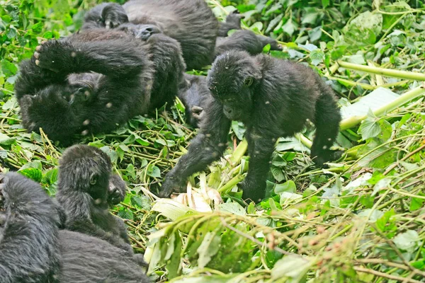 Family of gorillas in the jungle of Kahuzi Biega National Park, Congo (DRC)