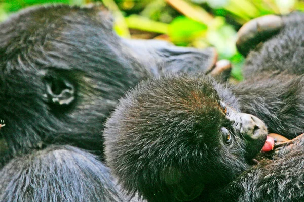 Gorillas (mother and baby) in the jungle of Kahuzi Biega National Park, Congo (DRC)