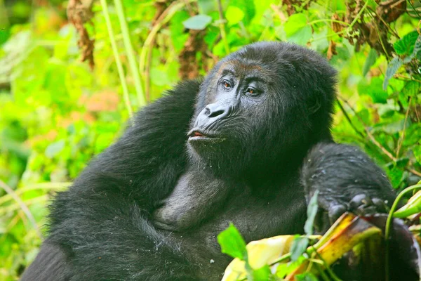 Portrait of a (happy) gorilla in the jungle of Kahuzi Biega National Park, Congo (DRC)