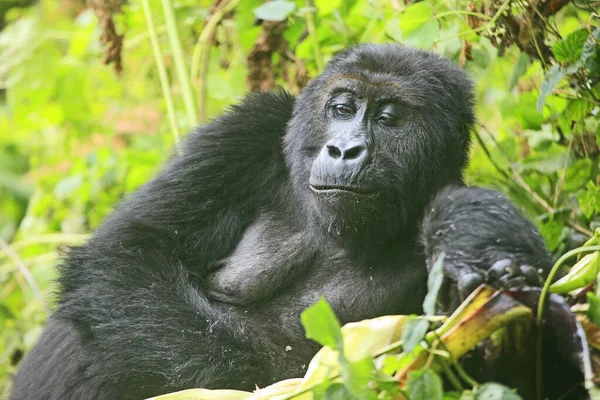 Portrait of a (happy) gorilla in the jungle of Kahuzi Biega National Park, Congo (DRC)