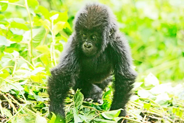 little gorilla in the jungle of Kahuzi Biega National Park, Congo (DRC)