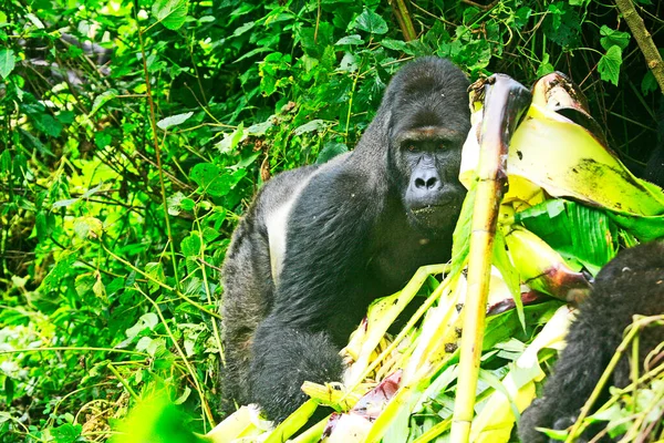 Big gorilla (Silver Back) in the jungle of Kahuzi Biega National Park, Congo (DRC)