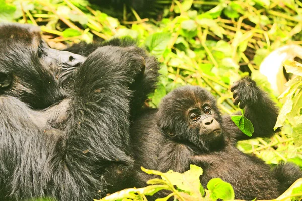 Gorillas in the jungle of Kahuzi Biega National Park, Congo (DRC)