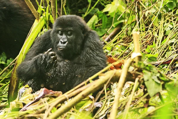 Gorilla eating bamboo in the jungle of Kahuzi Biega National Park, Congo (DRC)