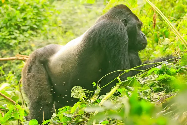 Silver Back gorilla in the jungle of Kahuzi Biega National Park, Congo (DRC)