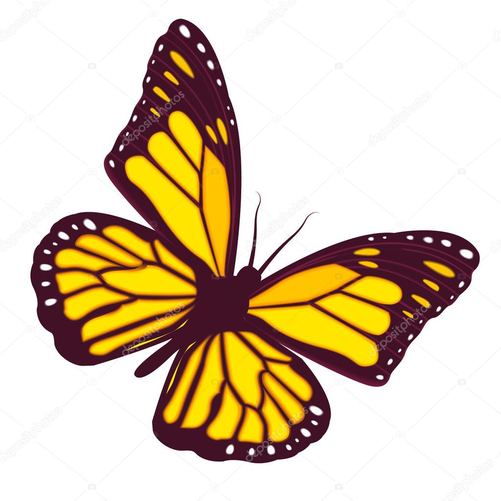 Download Monarch butterfly flying. Butterfly isolated on a white ...