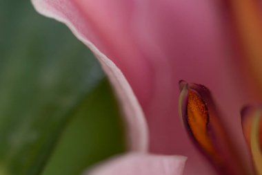 Damlacıklı taç yaprakları ve çiçek. Çiçek ve doğal asgari nesne içeren soyut yakın plan.