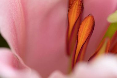 Polen makro resimli çiçek pulları soyut arkaplan. Parlak renkli organik arka plan. Sarı tozlu hamur ve erkek organları