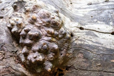 Ahşap arka plan yakın plan. Vahşi hayatta ahşap dokusu. Yosun ve çiziklerle dolu doğal orman geçmişi