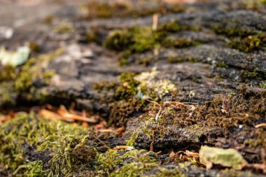 Ahşap arka plan yakın plan. Vahşi hayatta ahşap dokusu. Yosun ve çiziklerle dolu doğal orman geçmişi