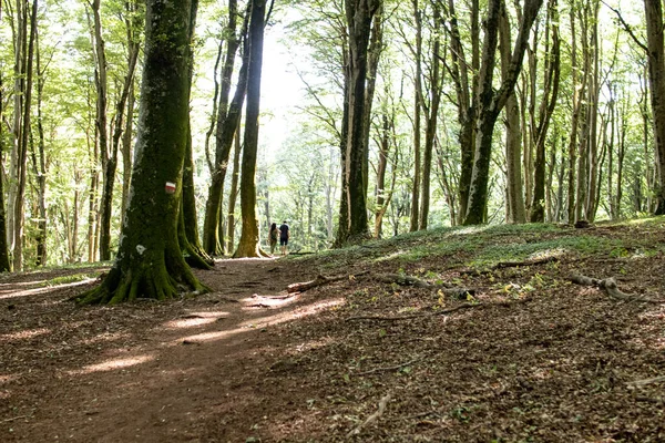 Ludzie Spacerujący Malowniczym Zielonym Szlakiem Leśnym Spokojny Krajobraz Naturalny Uprawiania — Zdjęcie stockowe