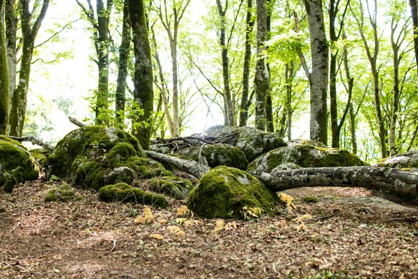 Trilho Floresta Verde Cênica Paisagem Natural Tranquila — Fotografia de Stock