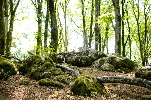 Malowniczy Zielony Szlak Leśny Spokojny Krajobraz Naturalny — Zdjęcie stockowe