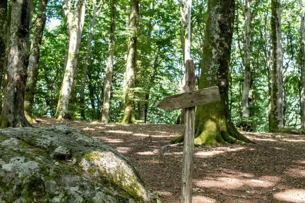 Dřevěný Signál Zeleném Lese — Stock fotografie