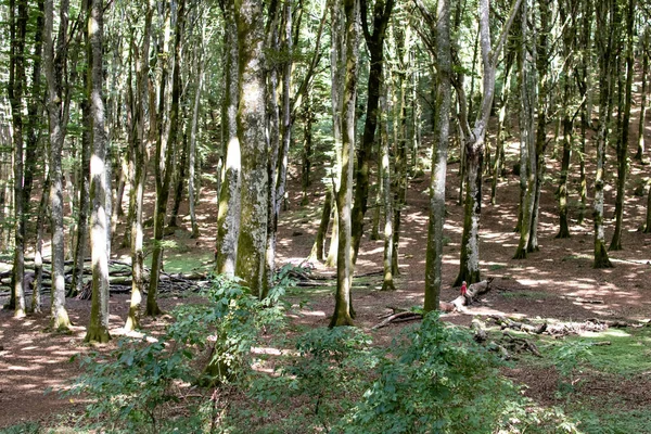 Manzaralı Yeşil Orman Yolu Huzurlu Doğal Manzara — Stok fotoğraf