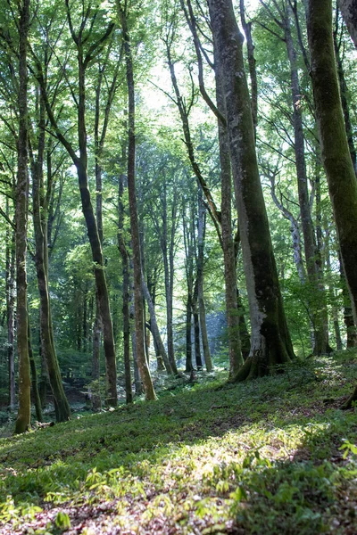 Scénická Zelená Lesní Cesta Klidná Přírodní Krajina — Stock fotografie