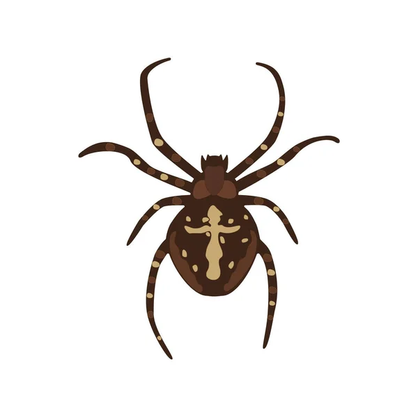 Kahverengi Örümcek Araneus Işareti Doğal Şekil Çizimi Görüntü Cadılar Bayramı — Stok Vektör