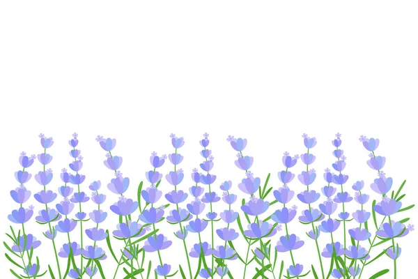 Çiçekli lavanta tarlası. Kusursuz menekşe sınır deseni. Grafik modern tasarım bahar çiçekleri, çay için ambalaj kağıtları, pamuk tekstil. bitkisel elementler beyaz arkaplanda izole edildi