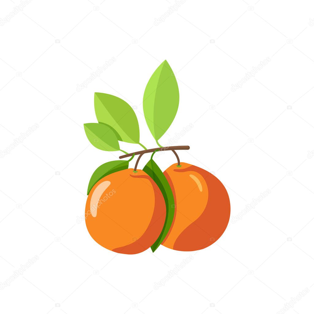 two mandarins on the branch. concept of antioxidant diet, refreshing drink, citrus tree with leaves. kitchen design decoration, food packaging, food illustration with shadows on white background
