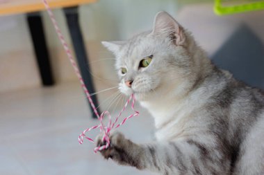 Pembe ip oynayan sevimli kedi. Rahatlıyor..