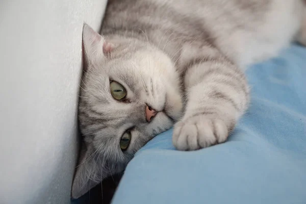 Gatos Acostados Aburridos Cama Los Días Perezosos — Foto de Stock